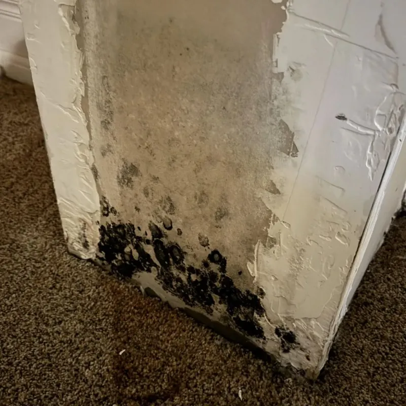 Professional Mold Removal in North Scituate, RI